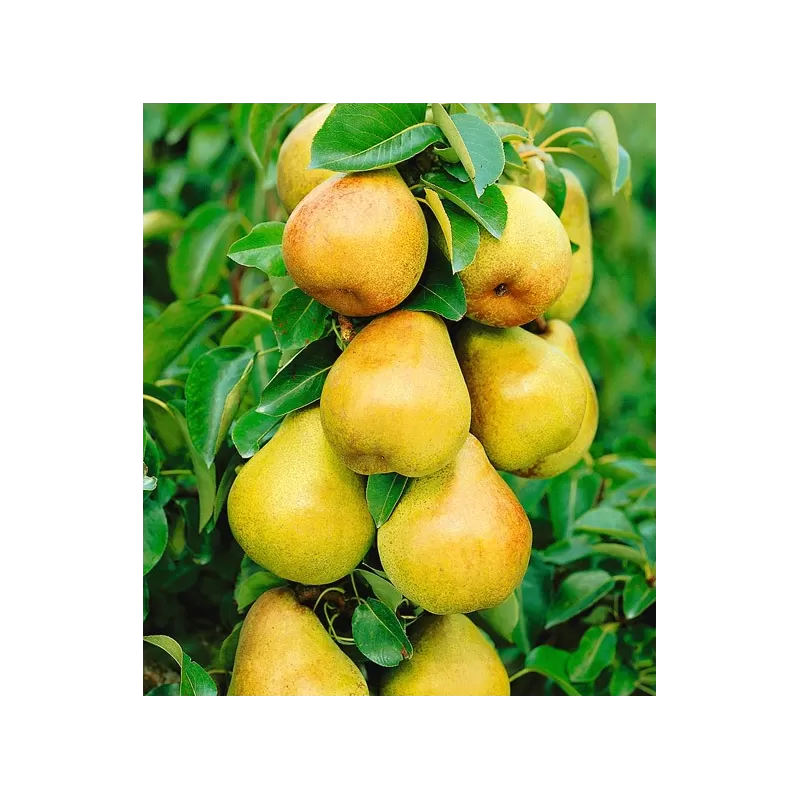Pear - Pyrus communis SAPHIRA
