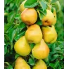 Pear - Pyrus communis SAPHIRA