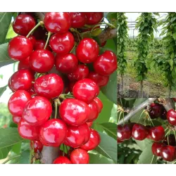 Sweet cherry - Prunus avium SABRINA