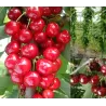 Sweet cherry - Prunus avium SABRINA