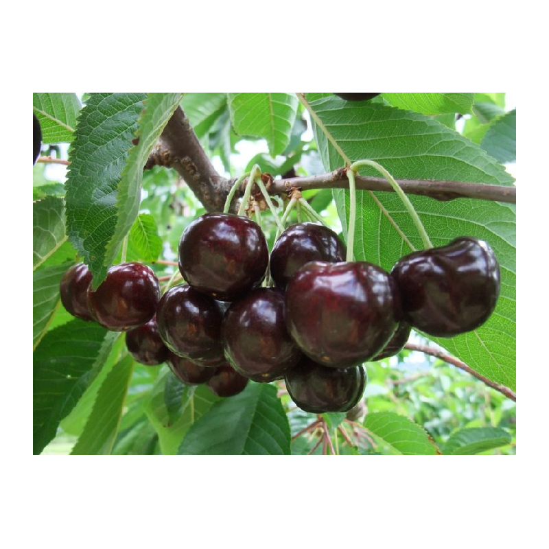 Sweet cherry - Prunus avium SKEENA