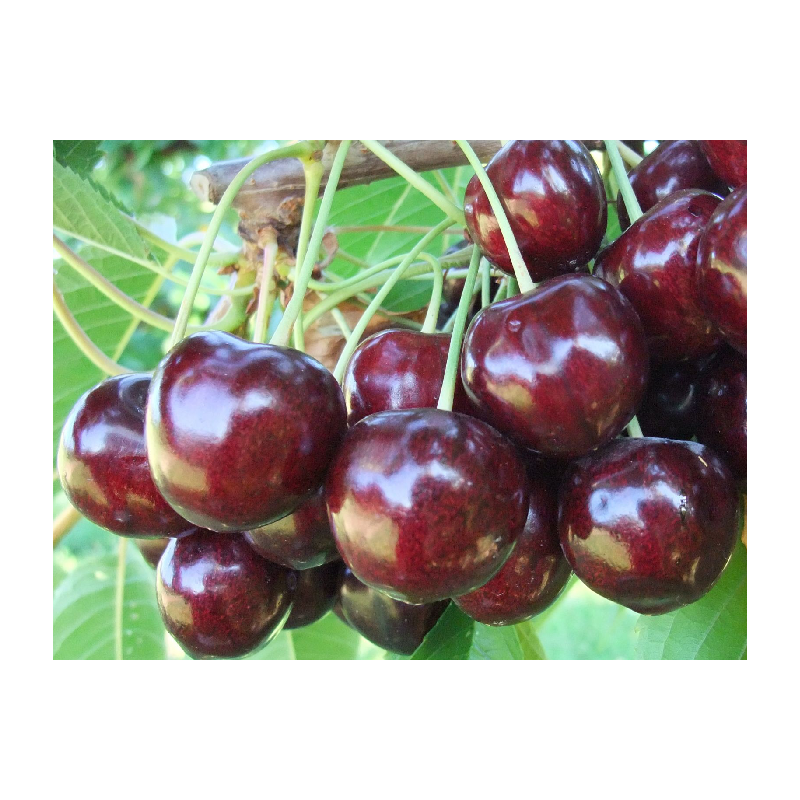 Sweet cherry - Prunus avium STACCATO