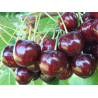 Sweet cherry - Prunus avium STACCATO