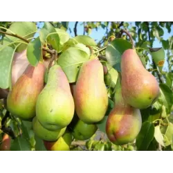 Pear - Pyrus communis NIKA