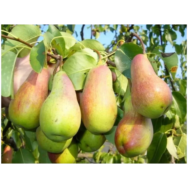 Kriaušė - Pyrus communis NIKA