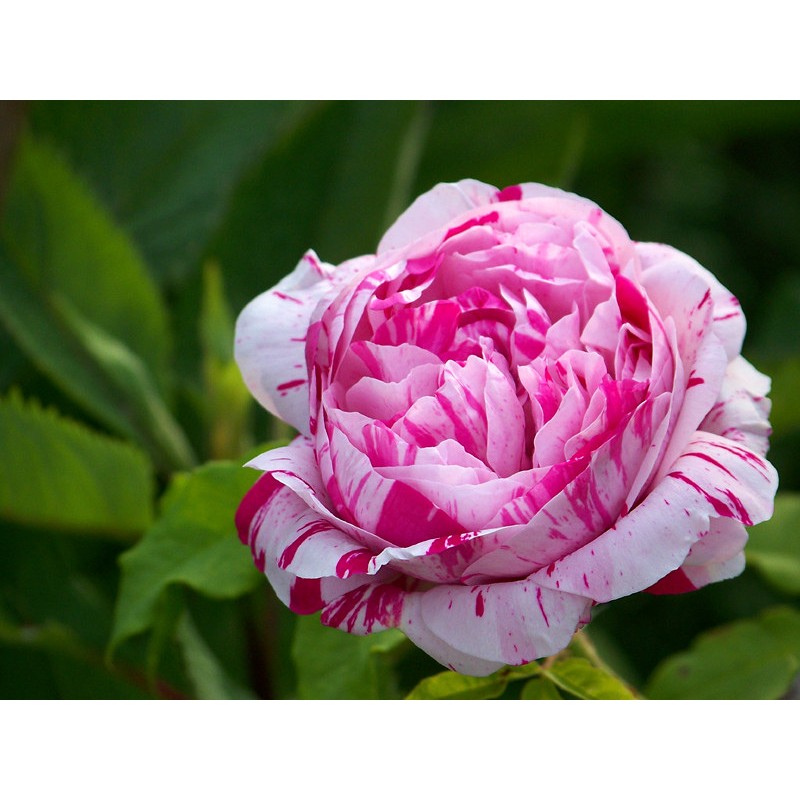 Rožė - Rosa VARIEGATA DI BOLOGNA ®