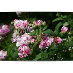 Rosa VARIEGATA DI BOLOGNA
