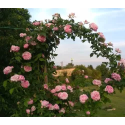 Rosa VARIEGATA DI BOLOGNA