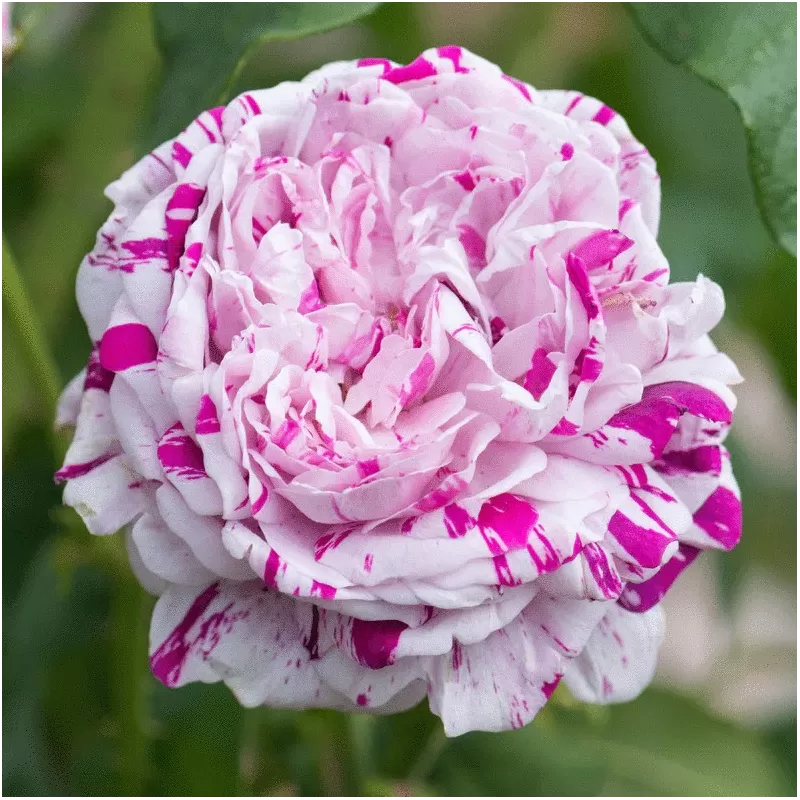 Rosa VARIEGATA DI BOLOGNA