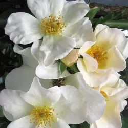 Rožė - Rosa SALLY HOLMES ®