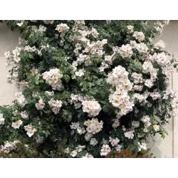 Rožė - Rosa SALLY HOLMES ®