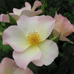 Rožė - Rosa SALLY HOLMES ®