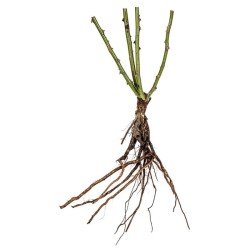 Rožė - Rosa ADELAIDE HOODLESS