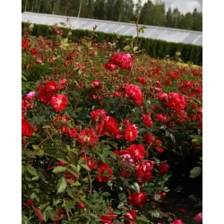 Rosa ADELAIDE HOODLESS