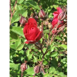 Rosa ADELAIDE HOODLESS