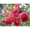 Rosa ADELAIDE HOODLESS