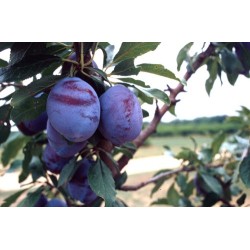 Naminė slyva - Prunus domestica PAPRASTA VENGRINĖ