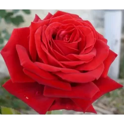Rosa CLIMBING BOTERO®