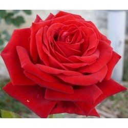 Rožė - Rosa CLIMBING BOTERO ®