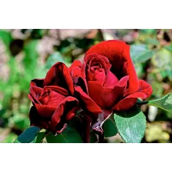 Rožė - Rosa CLIMBING BOTERO ®