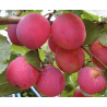 Naminė slyva - Prunus domestica EDINBURGINĖ