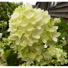 Šluotelinė hortenzija - Hydrangea paniculata BOMBSHELL