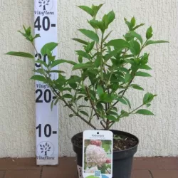 Išankstinis augalų užsakymas internetu