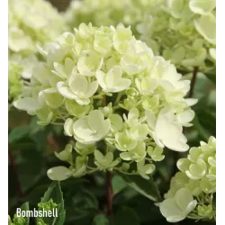 Išankstinis augalų užsakymas internetu