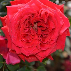 Rožė - Rosa BOTERO ®