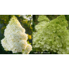 Šluotelinė hortenzija - Hydrangea paniculata MAGICAL MOONLIGHT