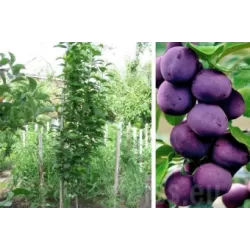 Plum - Prunus domestica FRUCA