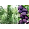 Plum - Prunus domestica FRUCA