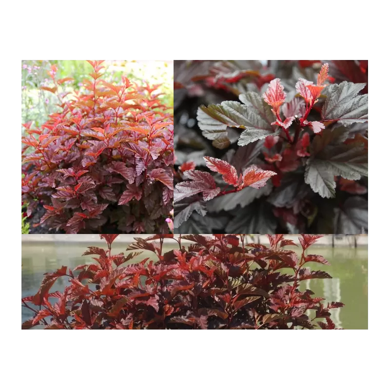 copy of Putinalapis pūslenis - Physocarpus opulifolius Little Angel 2METAI (dauginta auginiais) 0/1/1 P9/C0.5L vazone copy of Putinalapis pūslenis - Physocarpus opulifolius Little Angel 2METAI (dauginta auginiais) 0/1/1 P9/C0.5L vazone