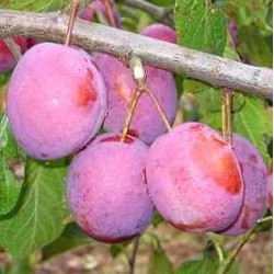 Naminė slyva  - Prunus domestica ERIKA