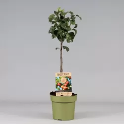 Slyvų sodinukai internetu su pristatymu į namus