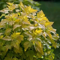 Physocarpus opulifolius DARTS GOLD