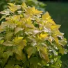 Putinalapis pūslenis - Physocarpus opulifolius DARTS GOLD