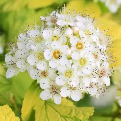 Putinalapis pūslenis - Physocarpus opulifolius DARTS GOLD