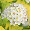 Physocarpus opulifolius DARTS GOLD