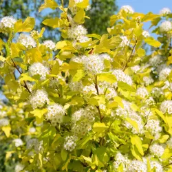 Putinalapis pūslenis - Physocarpus opulifolius DARTS GOLD
