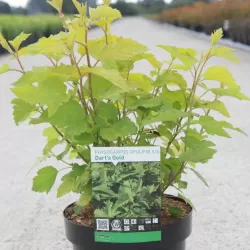 Putinalapis pūslenis - Physocarpus opulifolius DARTS GOLD