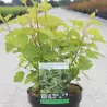Putinalapis pūslenis - Physocarpus opulifolius DARTS GOLD