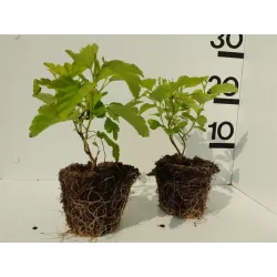 Physocarpus opulifolius DARTS GOLD