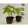Putinalapis pūslenis - Physocarpus opulifolius DARTS GOLD