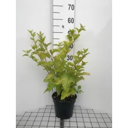 Physocarpus opulifolius DARTS GOLD