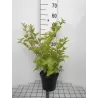 Putinalapis pūslenis - Physocarpus opulifolius DARTS GOLD