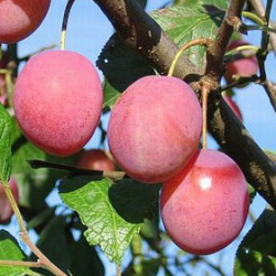 Plum - Prunus domestica ALEKSONA