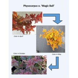 Putinalapis pūslenis - Physocarpus opulifolius MAGIC BALL
