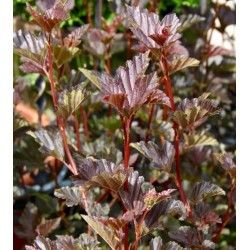 Putinalapis pūslenis - Physocarpus opulifolius RED BARON