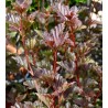 copy of Putinalapis pūslenis - Physocarpus opulifolius Little Angel 2METAI (dauginta auginiais) 0/1/1 P9/C0.5L vazone
